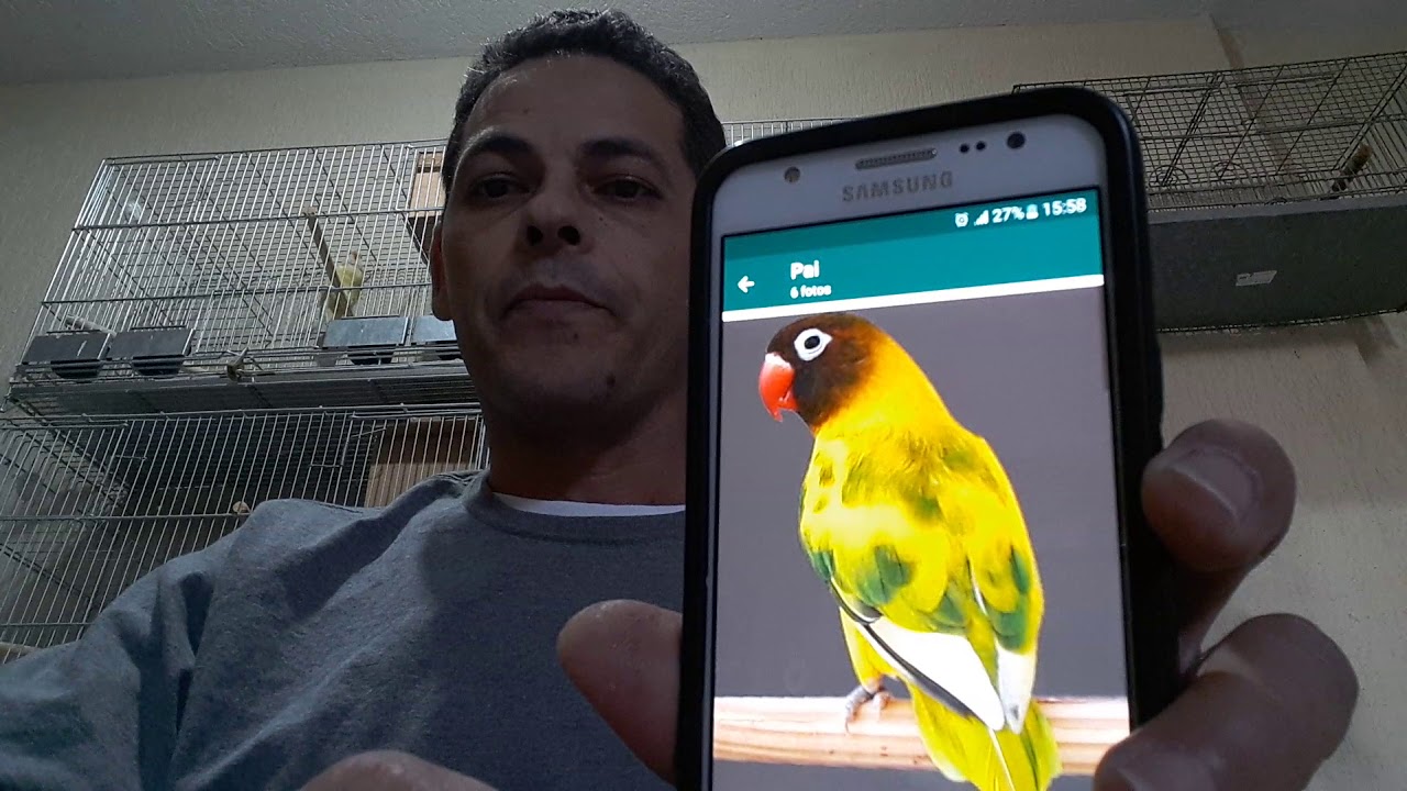 Criação de agapornis reprodução de agapornis pássaro.