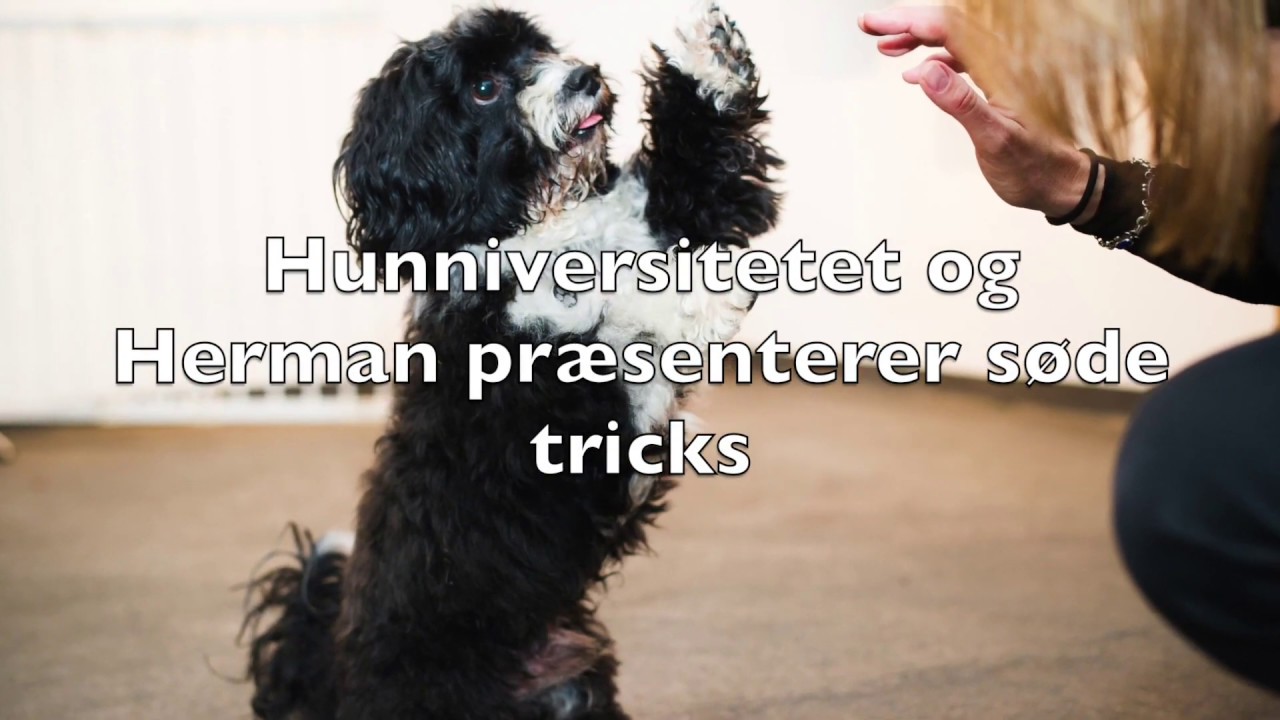Hunniversitetet