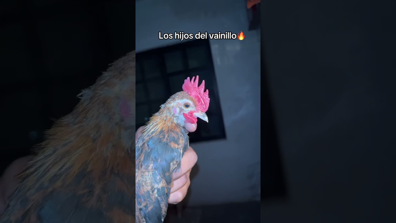 Hijo del vainillo 🔥 