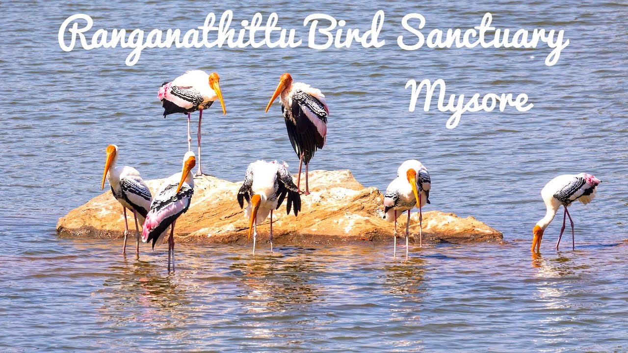 Ranganathittu Bird Sanctuary | Mandya | Mysuru | Karnataka | Tourism | Srirangapatna | Pakshidhama