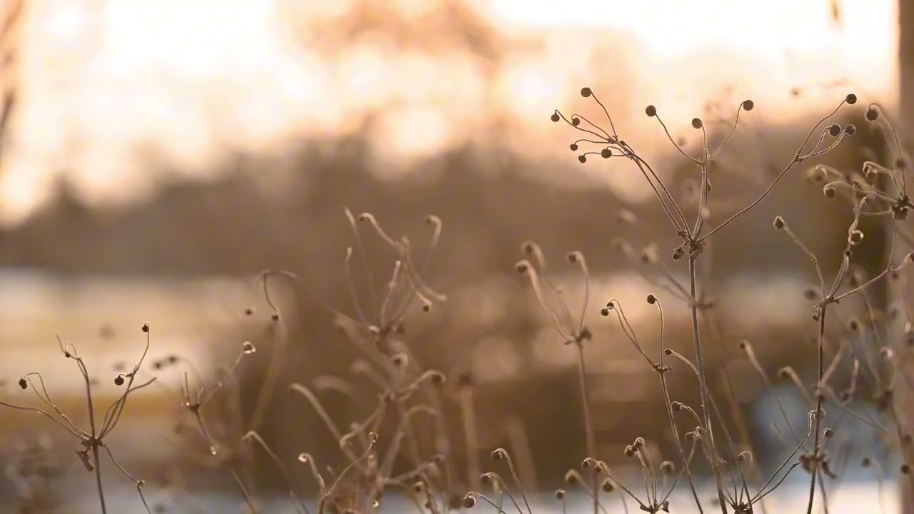 Deep FOCUS Nature Sounds Winter – 2 Hours Gentle Wind, Golden Sun | No Music | Study, Relax & FOCUS