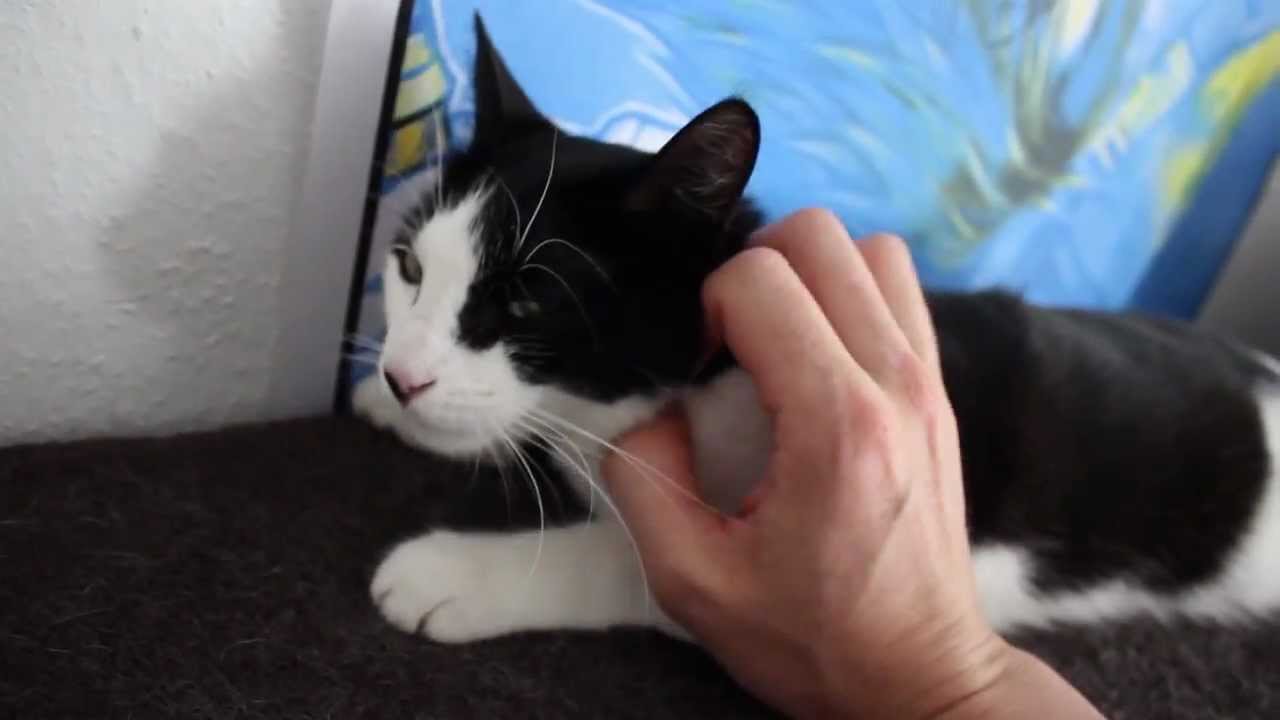Faule MEERSCHWEINCHEN & nutzlose KATZEN | Die Meeries