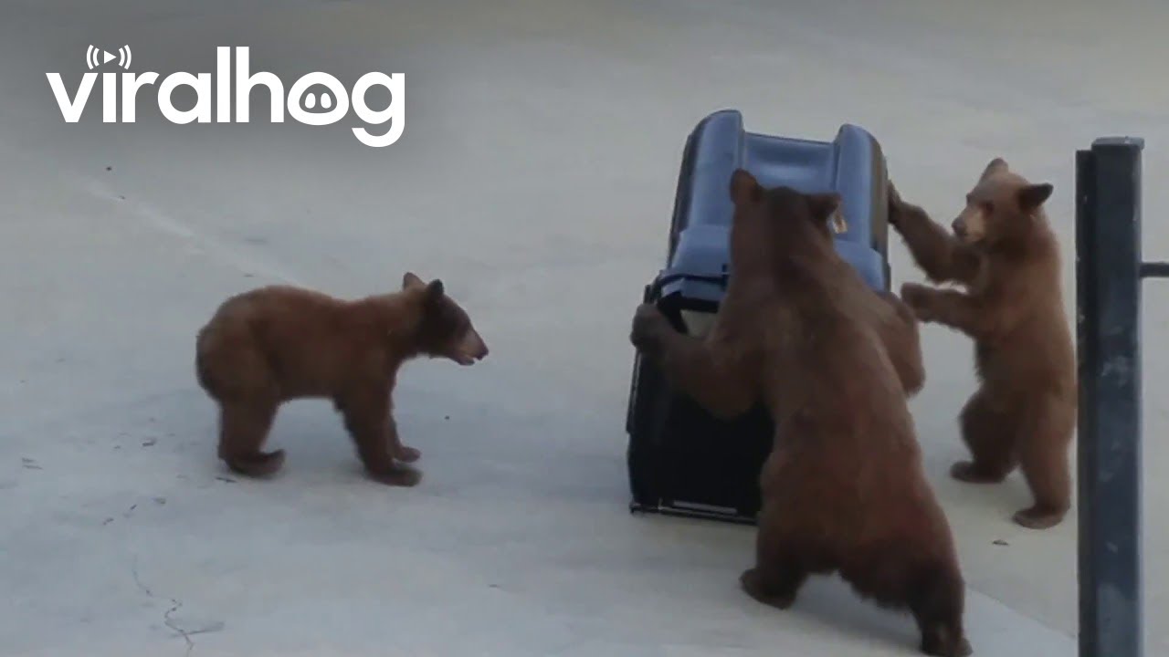 Bears Vs. Bear-Proof Garbage Can || ViralHog
