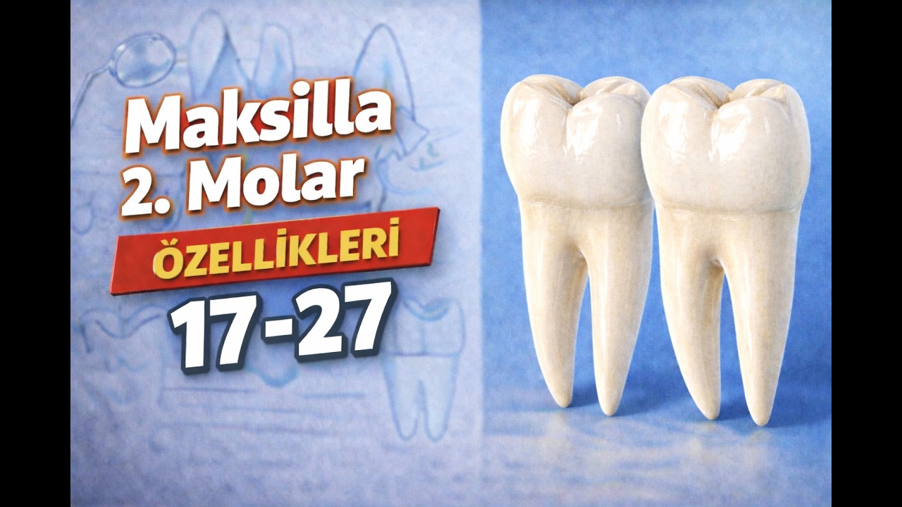 DERS-17 Diş Morfolojisi | Maksiller 2.Molar Dişler (17–27) Konu Anlatımı.