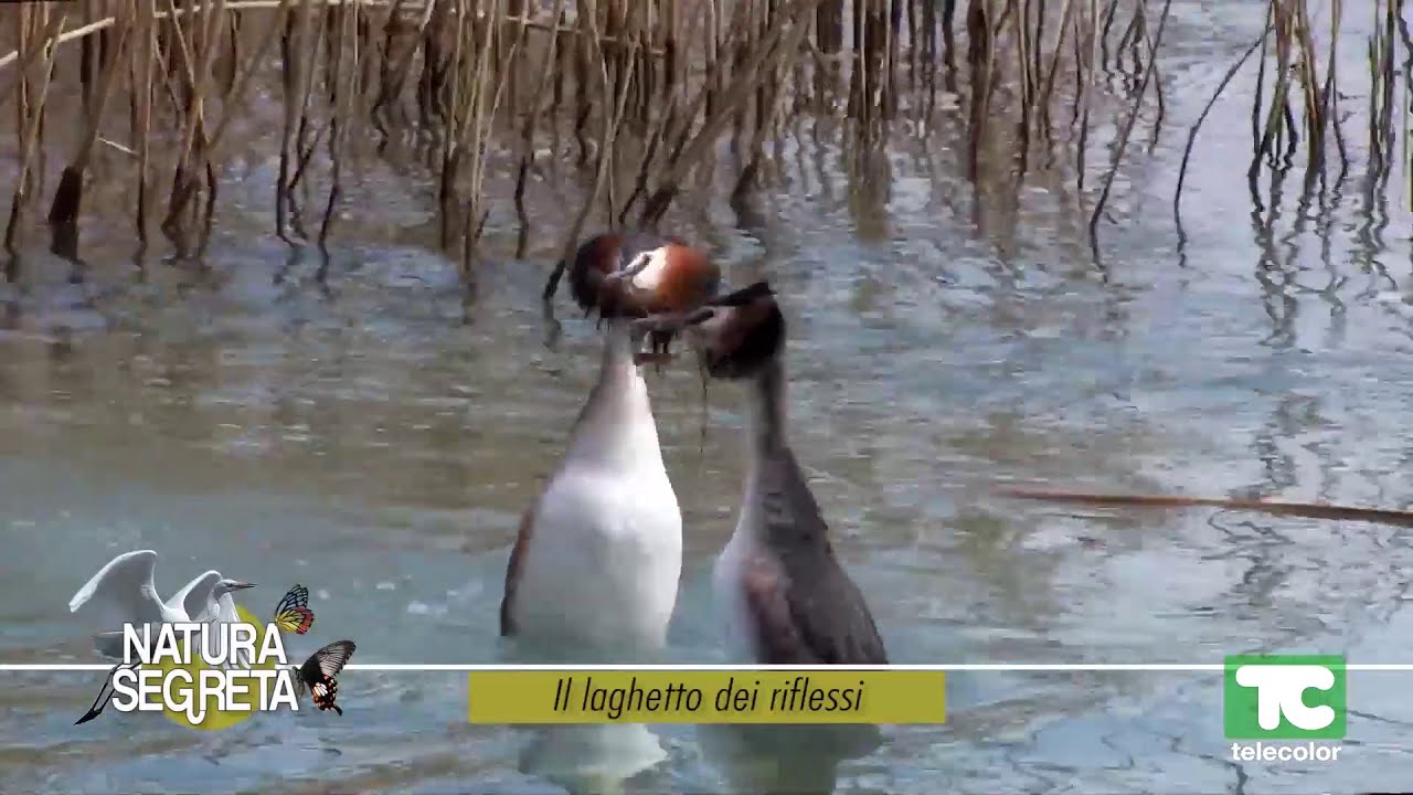 Natura segreta: il laghetto dei riflessi 17.11.2023