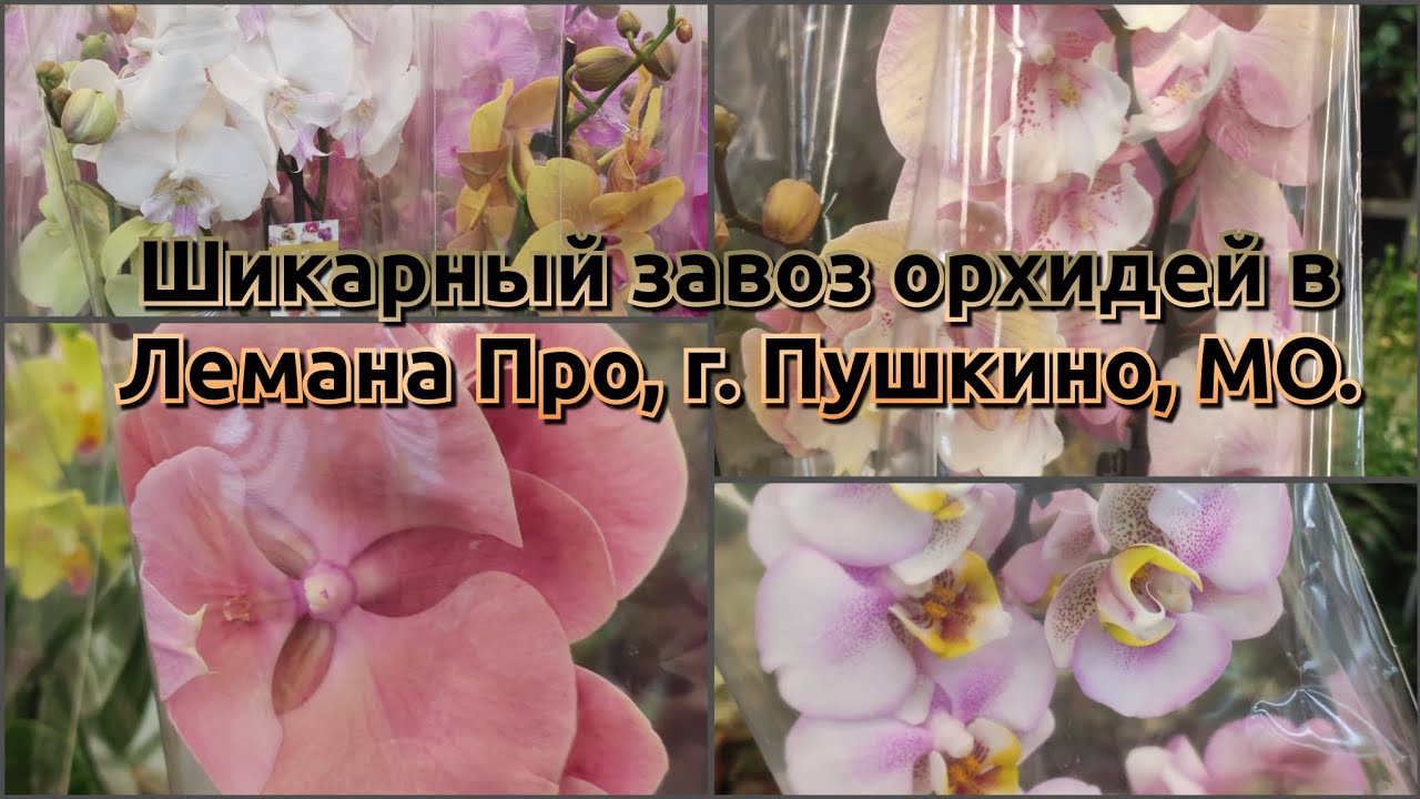 Шикарный обзор орхидей в Лемана Про, море биг липов#обзор#2026#funny#flowers#shortsvideo 