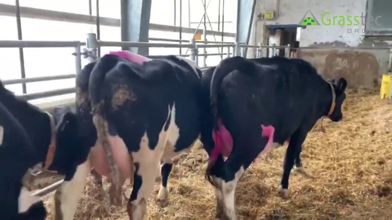 35 Holstein Calved Milking Cows - Germany