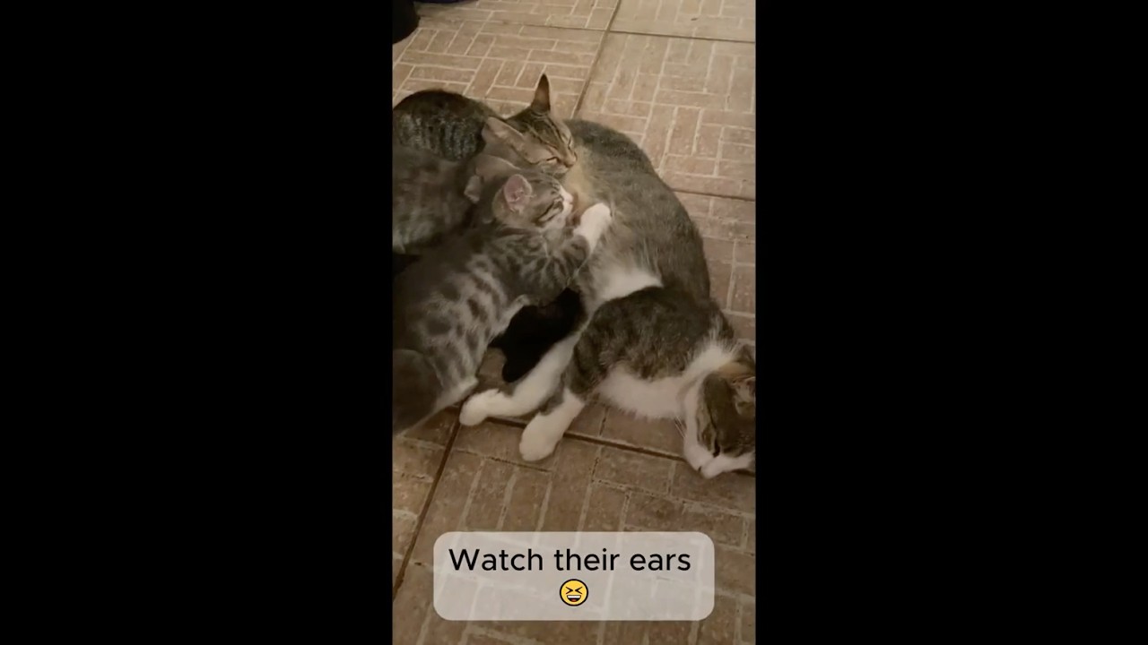 Newborn Kittens Nursing in Perfect Sync 🐾