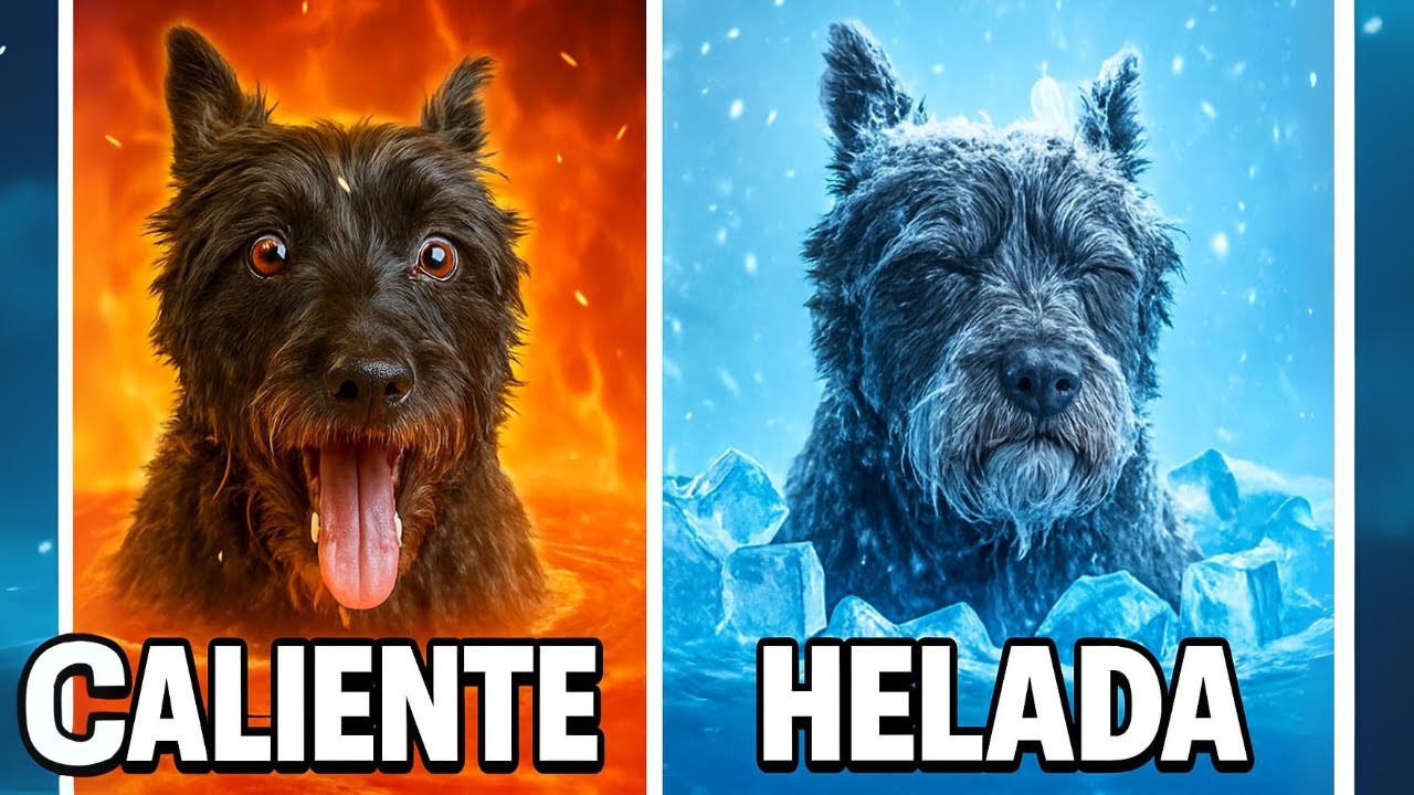 AGUAS EXTREMAS de 10º a 70º! 😱 ¿Será capaz Lana de bañarse? 🐶