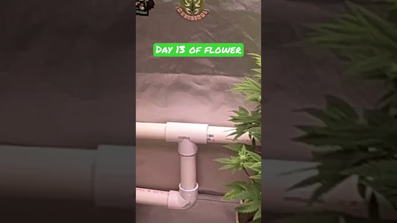 Gelato Glue day 13 of flower