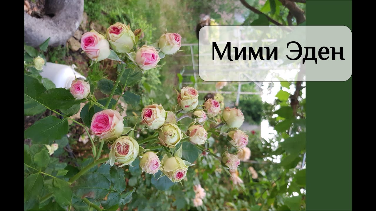 Мими Эден роза - отзыв из личного опыта. Плюсы и минусы сорта