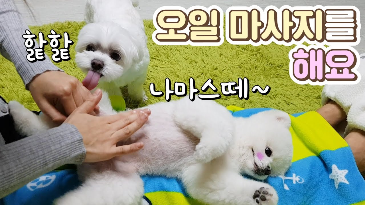 강아지에게 오일마사지를 해줬어요(말티즈는 참지 않긔) / 말티즈 / 포메라니안 / 반려견