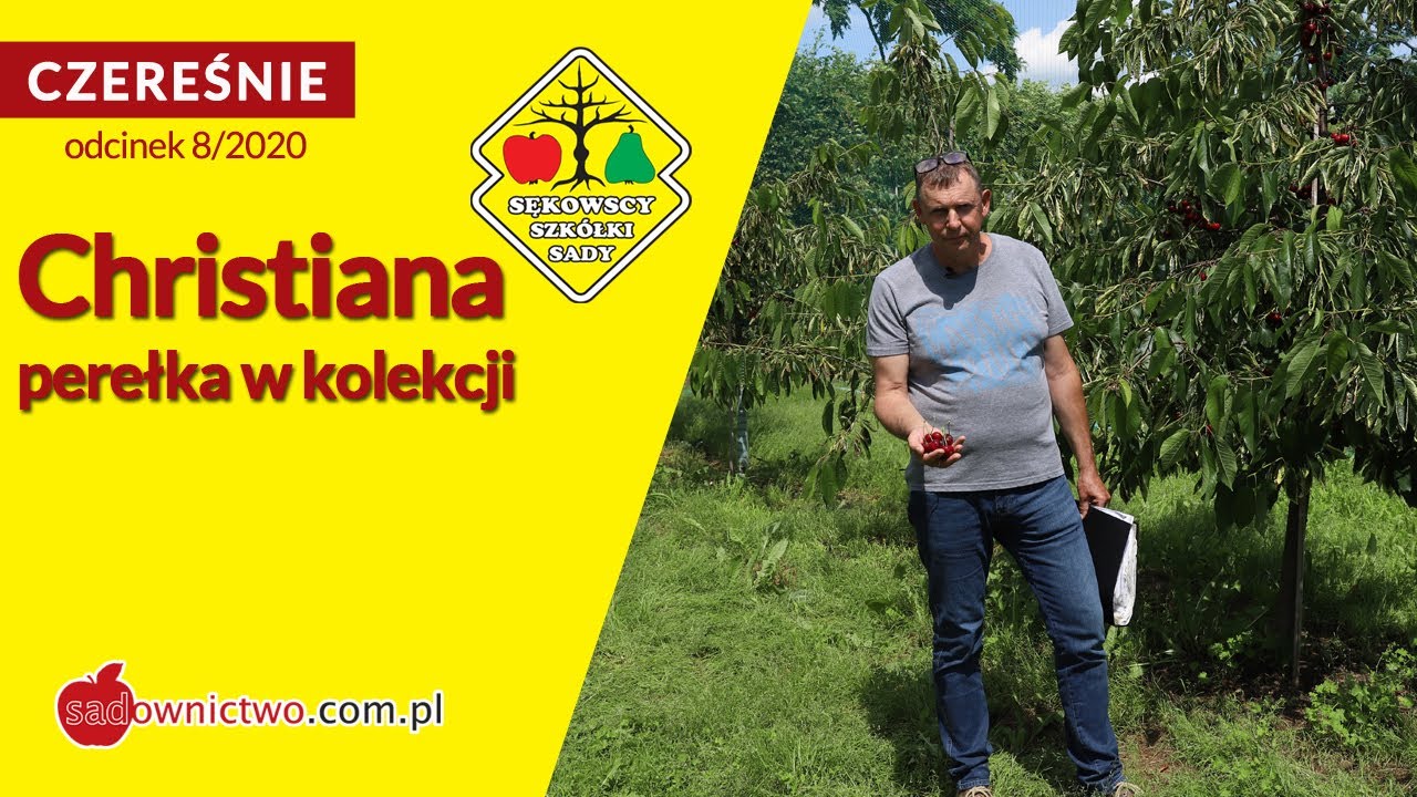 🍒 Czereśnie 2020: Christiana - perełka w kolekcji - [odcinek 8/12]