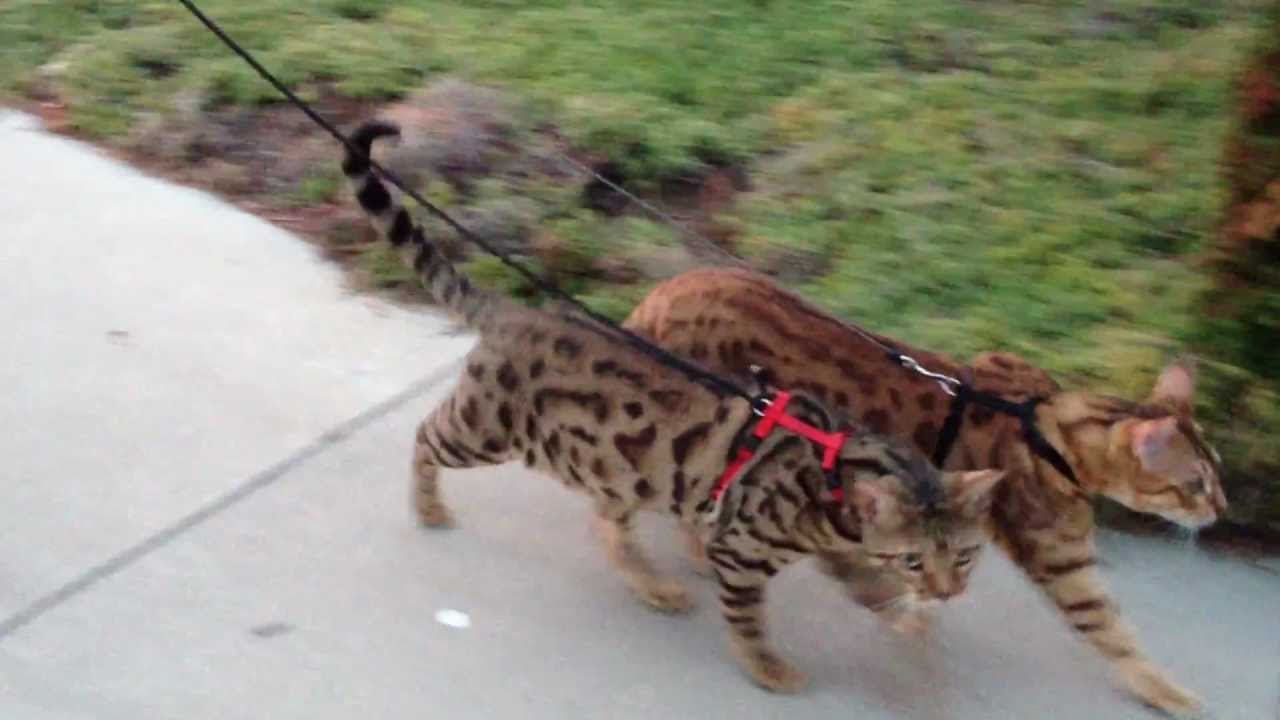 Cheeto & Kona, two leash trained bengals on a walk video