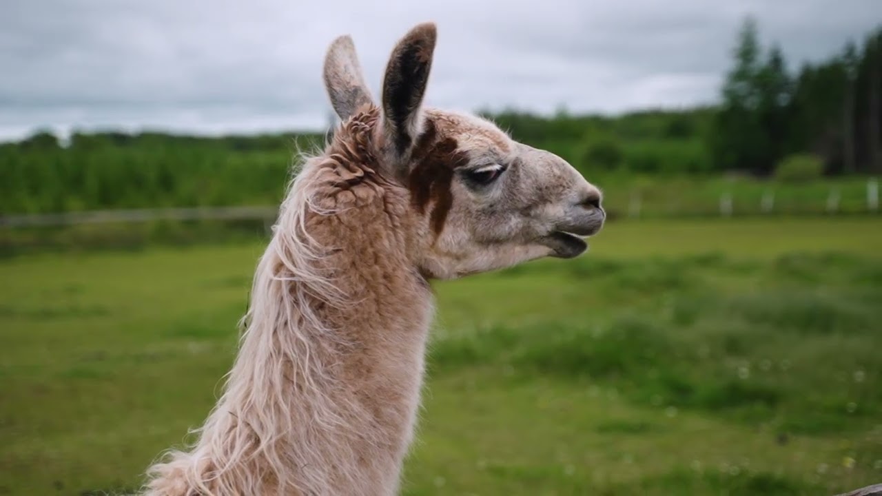 2528461 Animal Field 1280x720