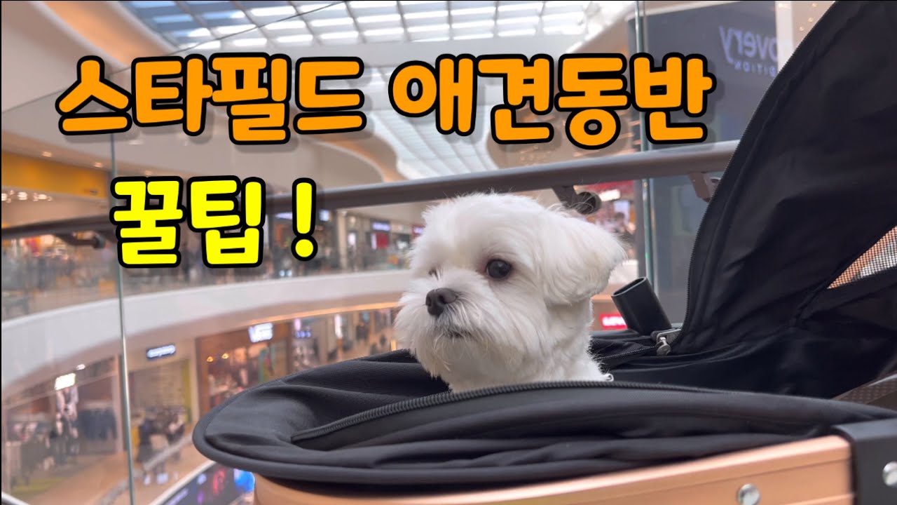 고양 스타필드 애견동반시 꿀팁 주의사항! 강아지 입장 가능한 매장은? 반려견과 함께 쇼핑하기