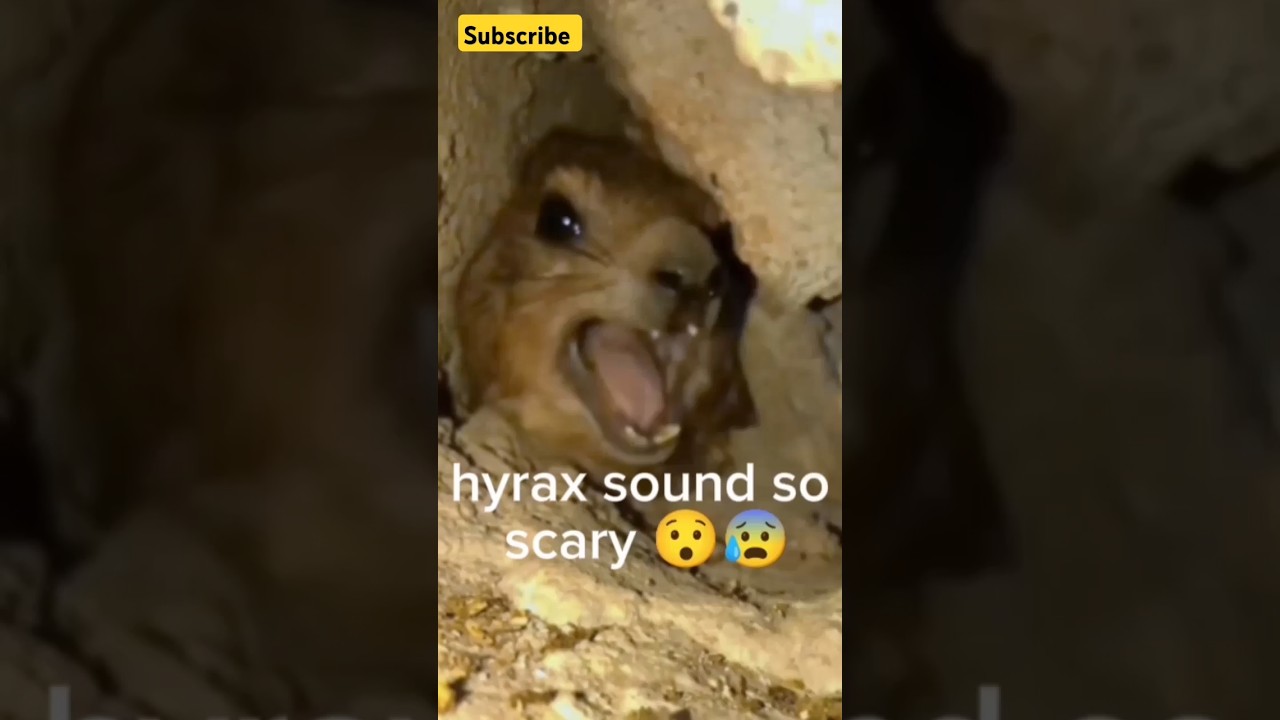 What Sound Is That?! Meet the Hyrax! 🐾 #Hyrax #AnimalFacts #LoudAnimals #sound