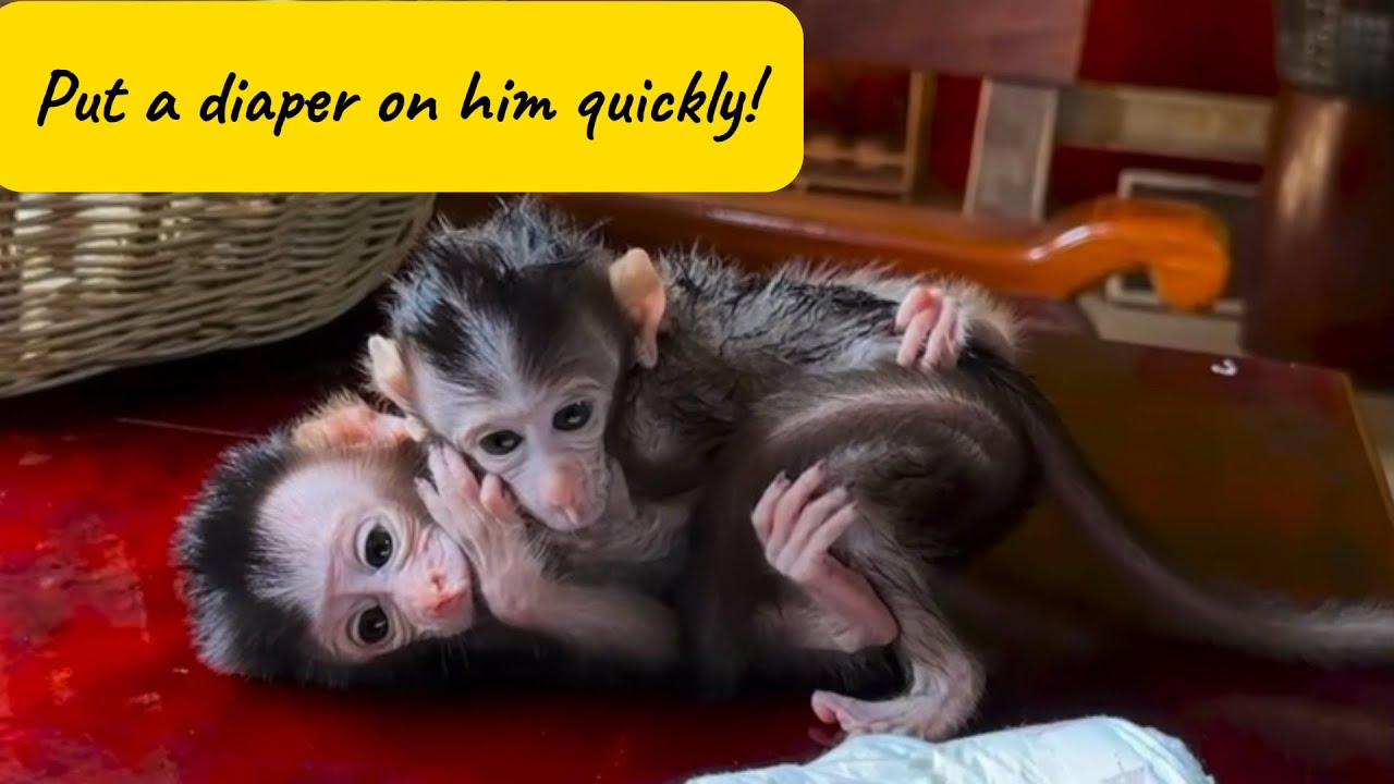 Baby Monkey Waiting Patiently for a Fresh Diaper After Bath Time 🛁🐒