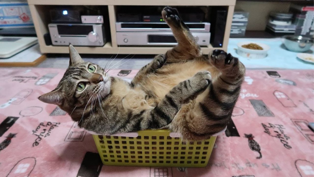 The Funniest Cat Videos 🐱 Try Not To Laugh Part 27