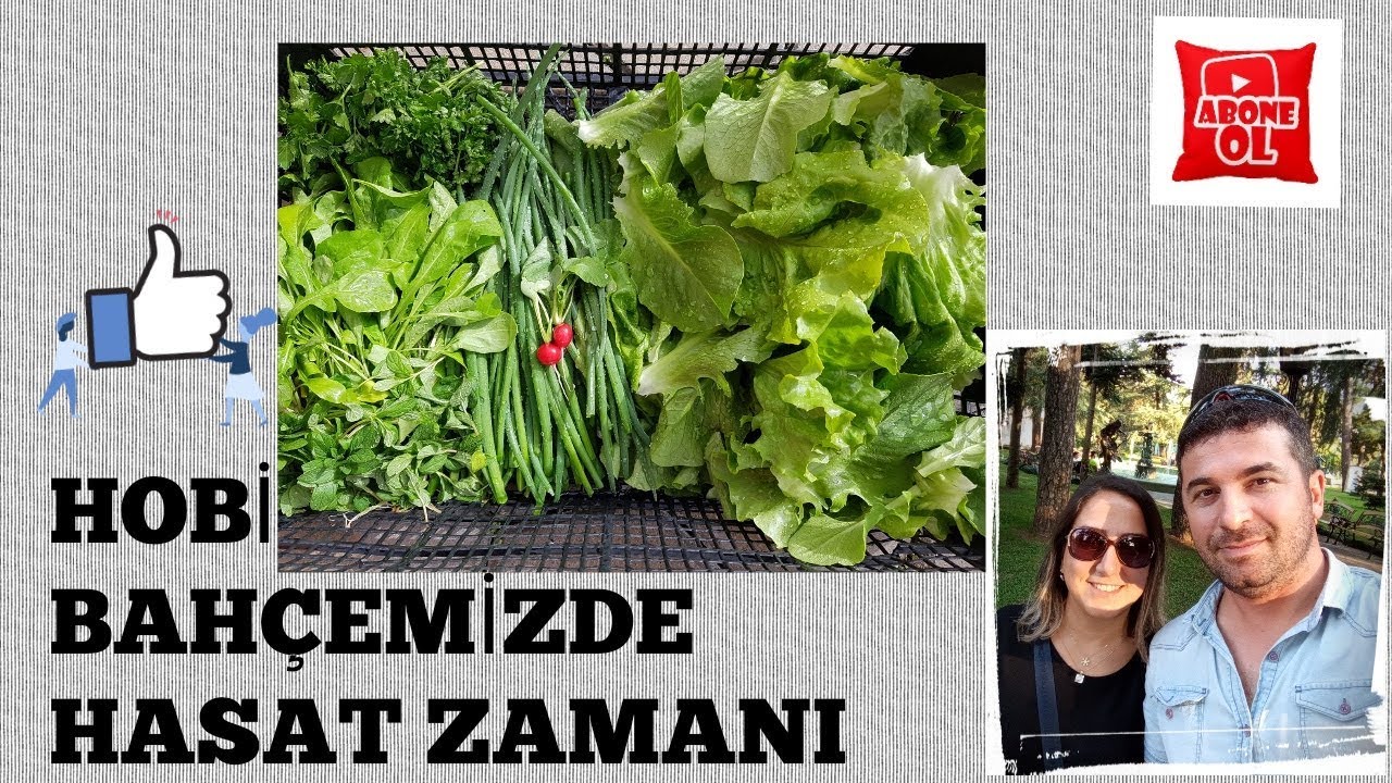 HOBİ BAHÇEMİZDE HASAT