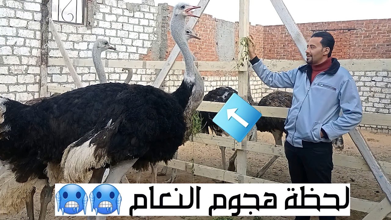مزرعة نعام الكابيتانوو بالاسعاار كتاكيت بشاير اسر انتاج واقوى دراسة جدوى لمشروع تربية النعام