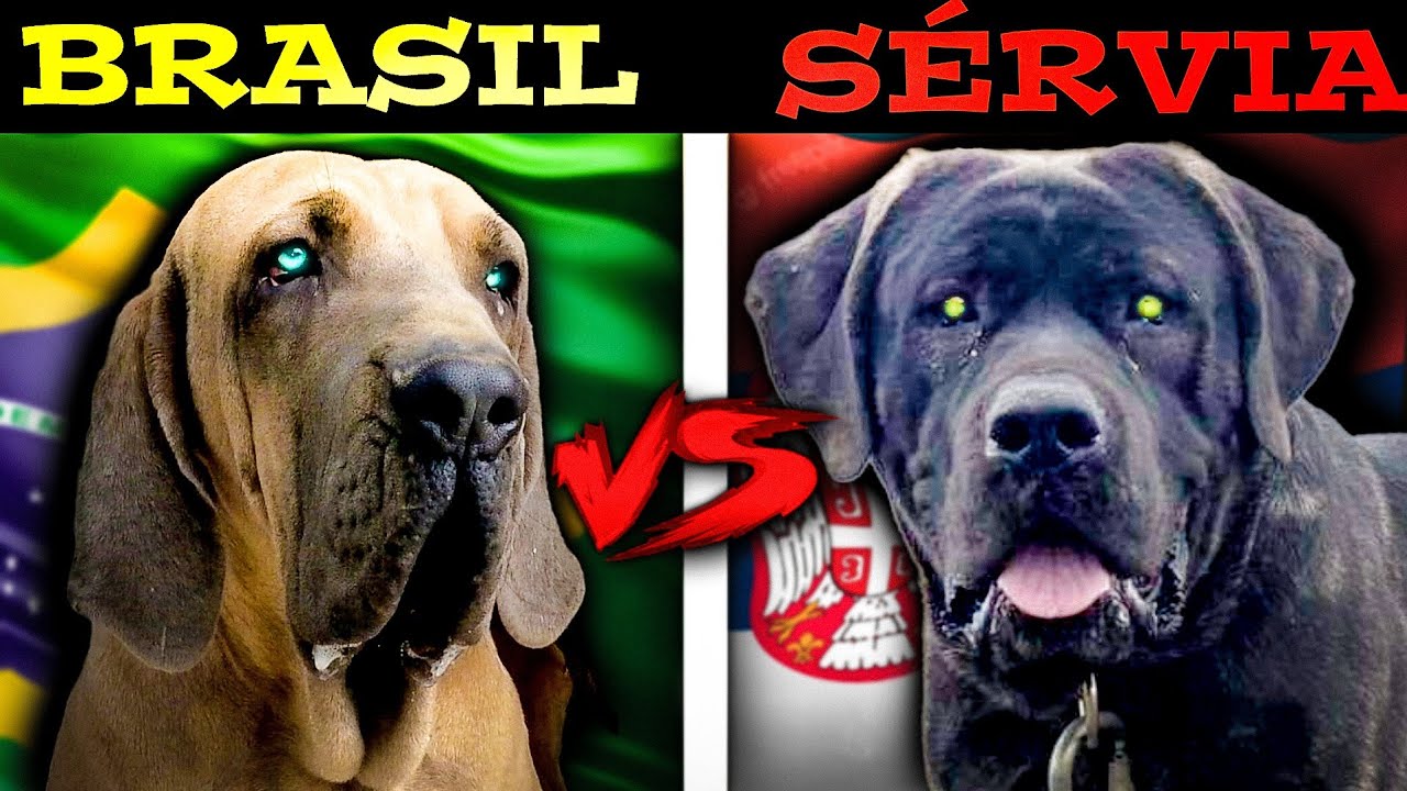 🇧🇷 FILA BRASILEIRO VS CÃO DE DEFESA SÉRVIO - QUAL É MAIS FORTE? (BRASIL X SÉRVIA)