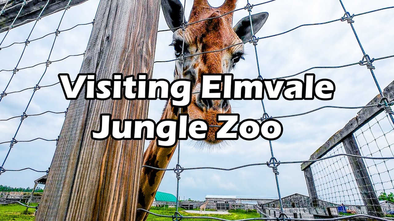 VISITING ELMVALE JUNGLE ZOO! 🐒🦓🦒🦅🦉🐴