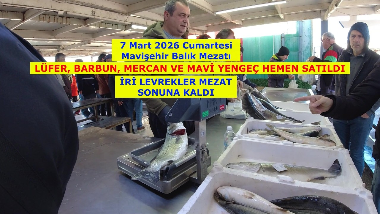 MEZATTA LÜFER, BARBUN, MERCAN, MAVİ YENGEÇLER HEMEN SATILDI, İRİ LEVREKLER KALDI. 7 Mart 2026 Cmts.