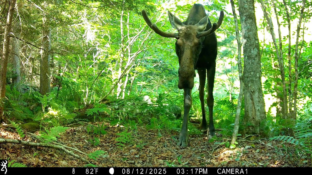 A Moose and His Summer Pests