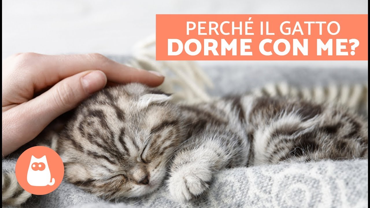 5 MOTIVI per cui il gatto dorme con te 🐱💤 CURIOSITÀ sui gatti