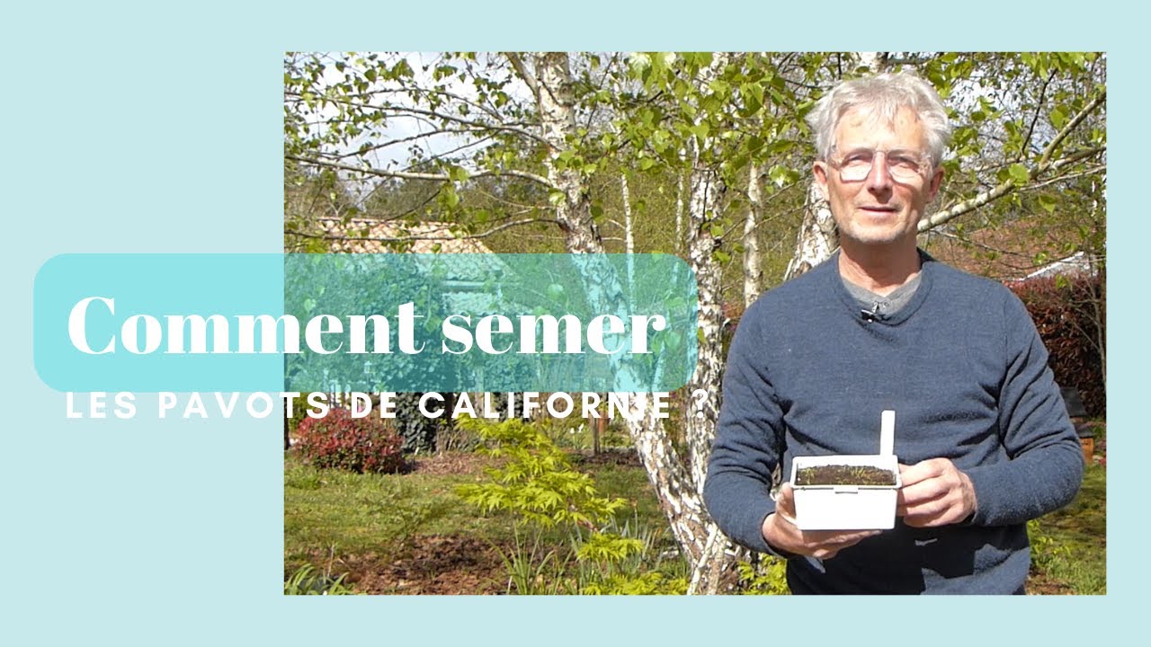 Comment semer les pavots de Californie ? - Monjardindansleslandes