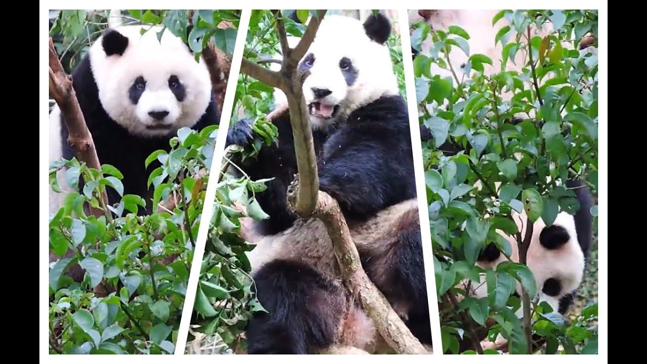 20160131-6 圓仔茄苳打野味 狂搖倒掛把樹毀 Giant Panda Yuan Zai