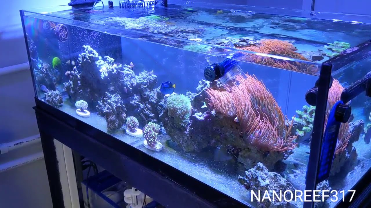 20 GALLON LONG REEF TANK UP AND RUNNING!!!