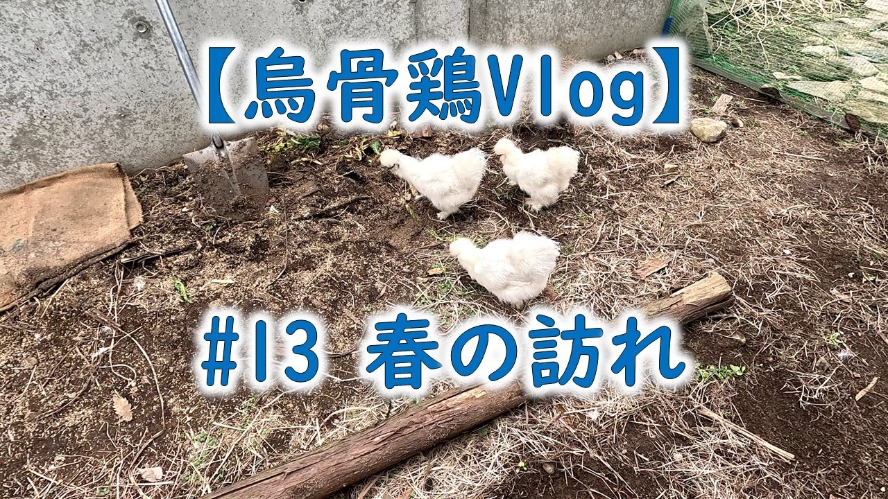 【烏骨鶏Vlog】 #13 春の訪れ