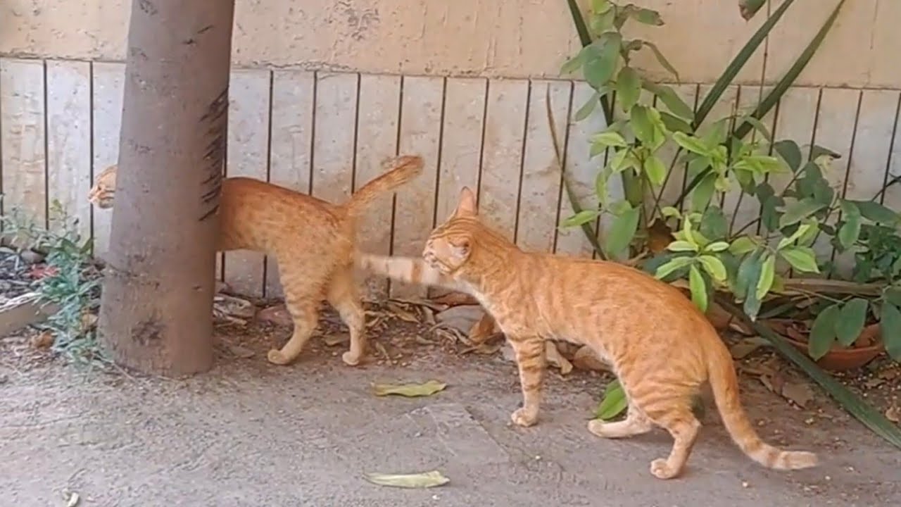 Cats afair | Chasing the female | Cute