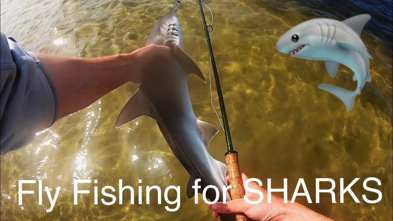Fly Fishing for Sharks | Bonnetheads on fly in Tampa Bay