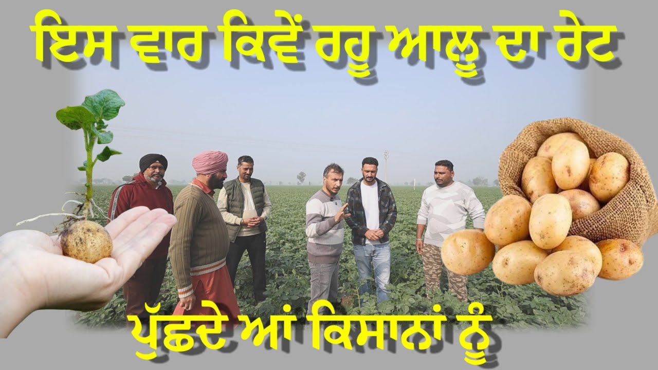 ਕੀ ਰਹੂ ਆਲੂ ਦਾ ਰੇਟ?ਆਜੋ ਪੁੱਛਦੇ ਆਂ?? ਬਾਈ ਤਾਂ ਕਹਿੰਦਾ ਮੰਦਾ ਈ ਲੱਗਦਾ ਇਸ ਵਾਰ 