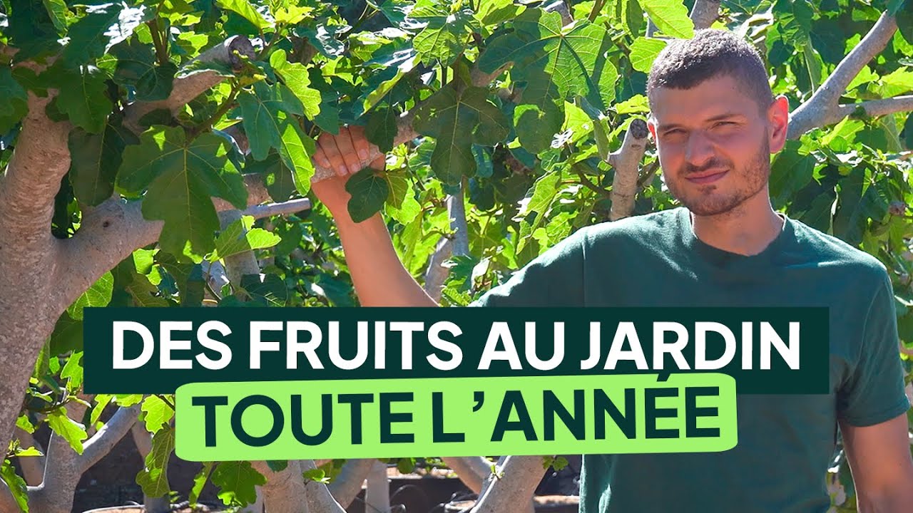 Quel FRUITIERS planter pour RÉCOLTER TOUTE L'ANNÉE ? Faites pousser vos propres fruits au jardin !