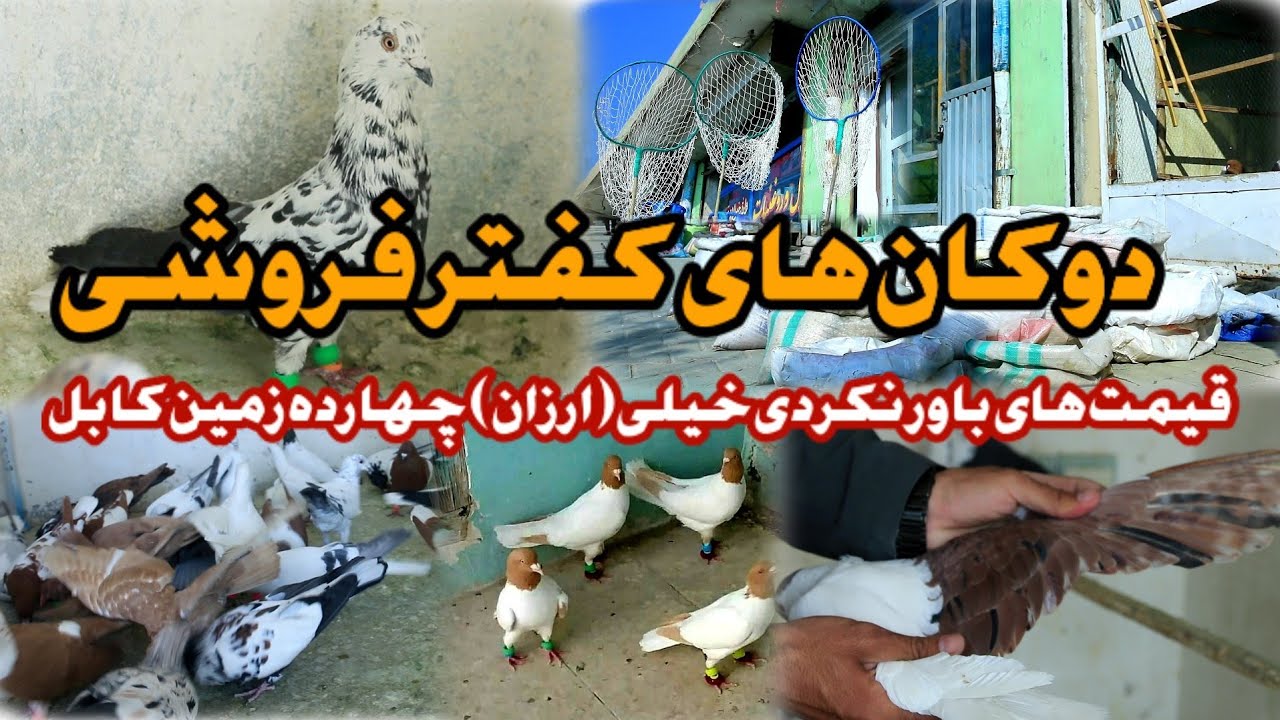 دوکان های کفتر فروشی چهارده زمین | قیمت های باورنکردنی خیلی ارزان
