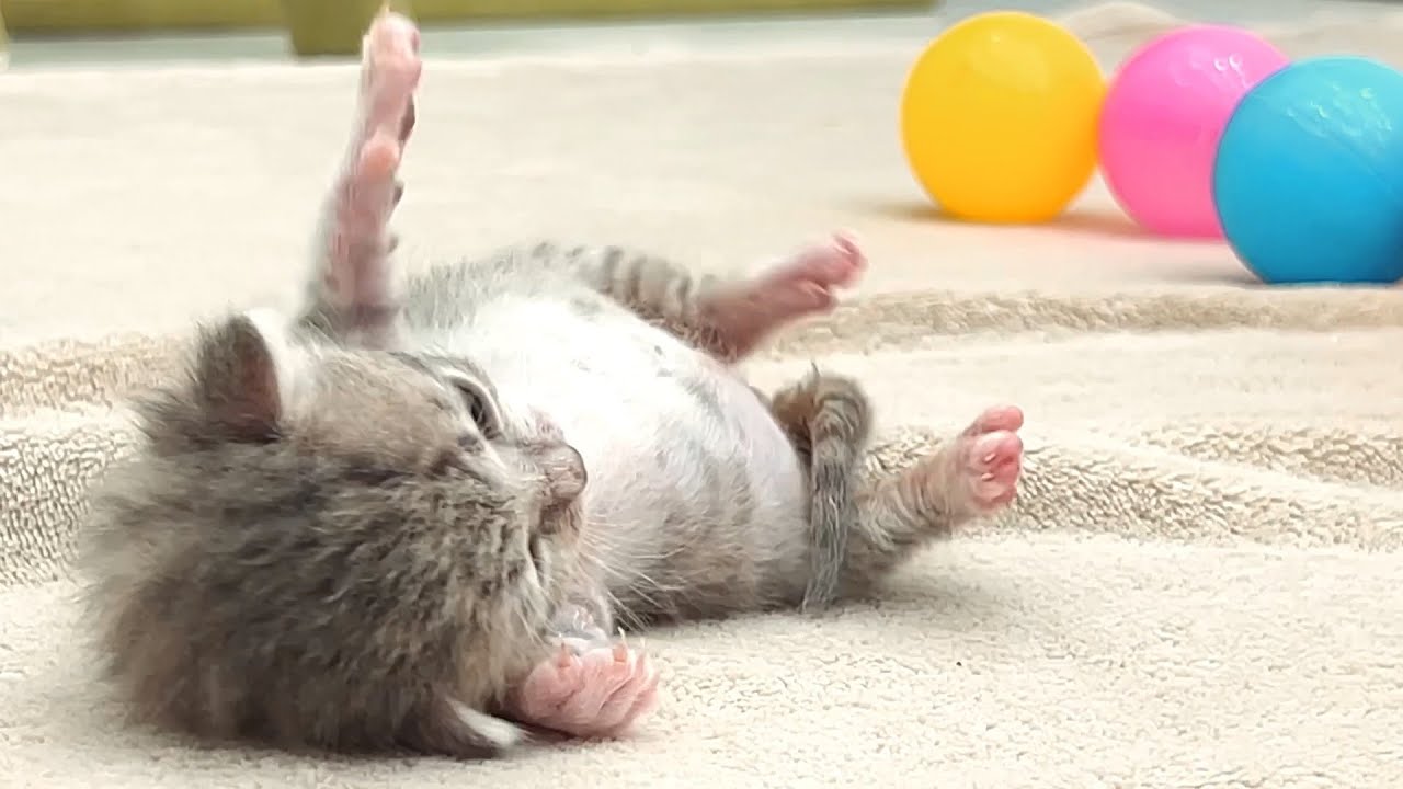 После бутылки с молоком, котята еле могут передвигаться
