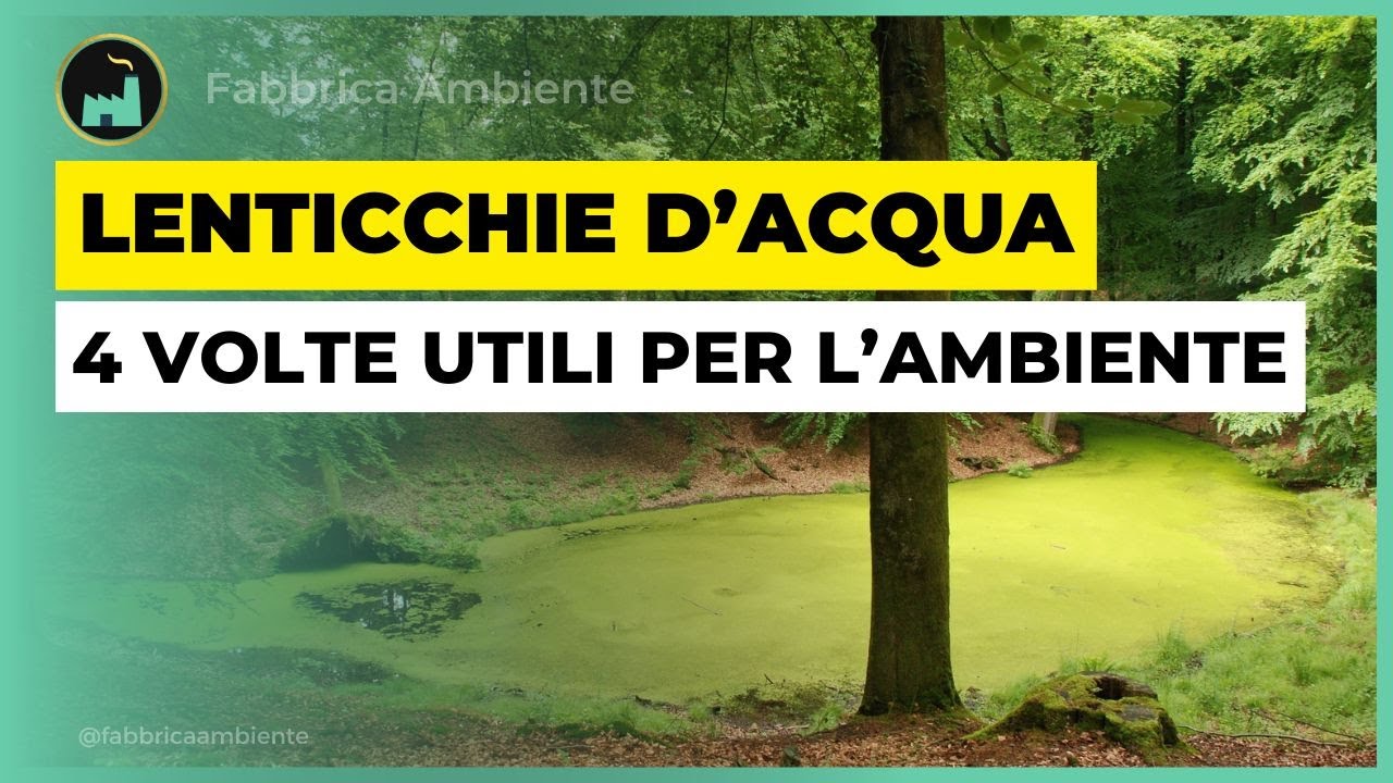 Lenticchie D'Acqua: Sapevate Che Possono Essere 4 Volte Utili Per L'Ambiente?