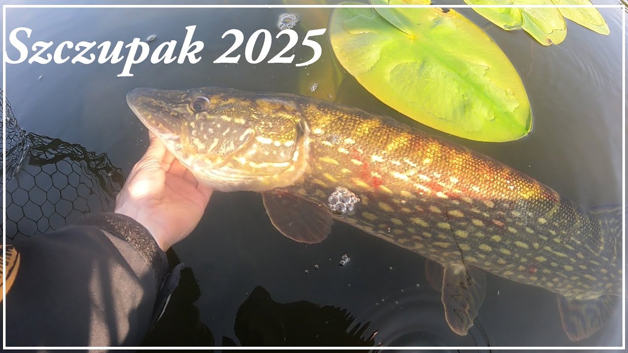 Rozpoczęcie sezonu szczupakowego 2025 / Majowe szczupaki z płytkiej wody