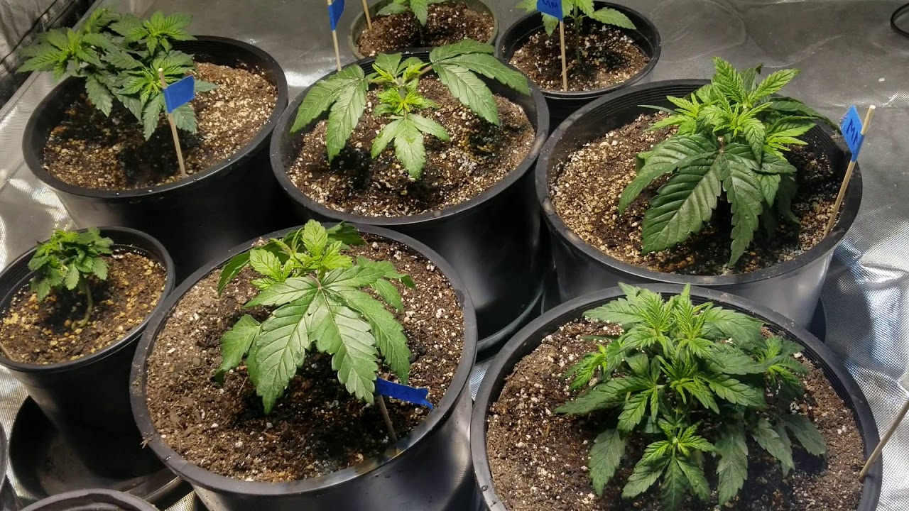 SEED RUN 12/7: girls are looking healthy. Losing the weak tangilla phenos.