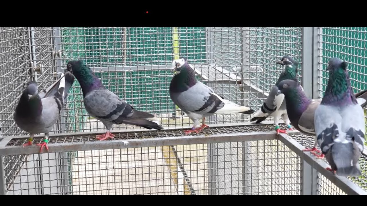 Vicešampioni juniorskog prvenstva 6. regiona 2024.- Braća Stojanović GSS 324