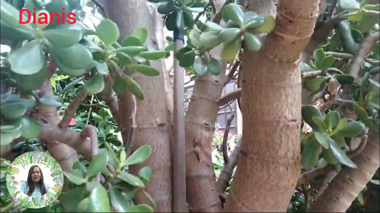 El &aacute;rbol 🌳 de jade o crassula Ovata m&aacute;s grande que he visto, #suculentas