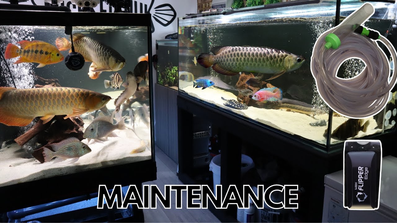 Huge MAINTENANCE day for ALL MY tanks
