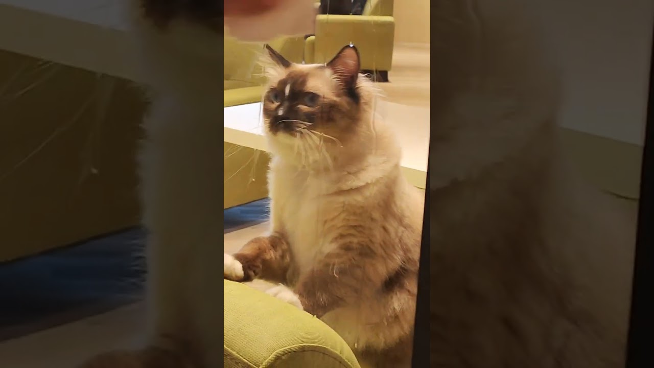 貓樂 貓咖啡 catfuncafe in 台中 lalaport三井 北館 三樓