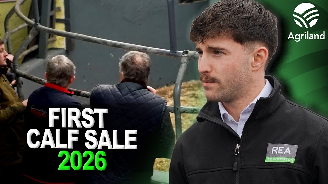 Friesian bulls calves hit €400 at Delvin Mart's first calf sale of 2026 despite bluetongue threat