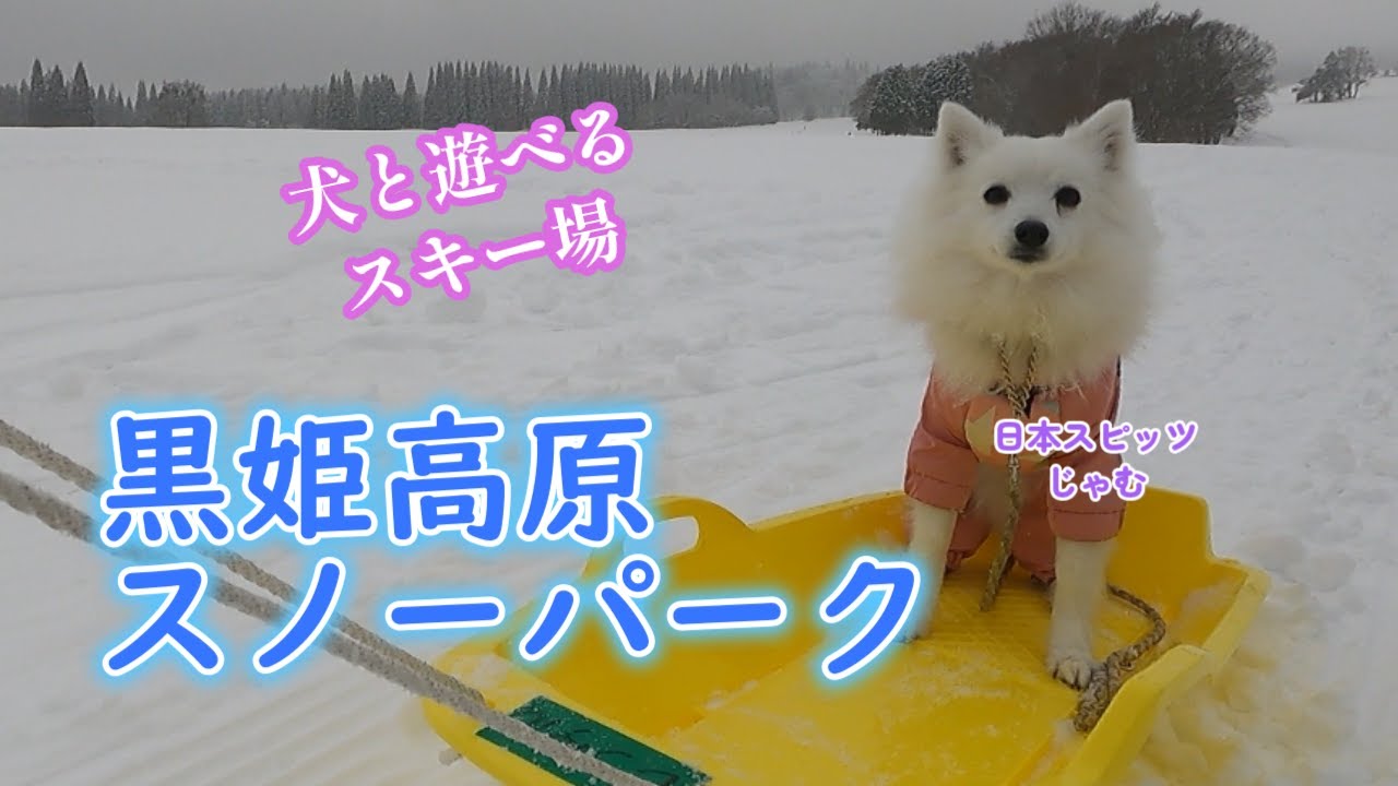 愛犬と遊べるスキー場【黒姫高原スノーパーク】#日本スピッツ #snow #犬のいる暮らし