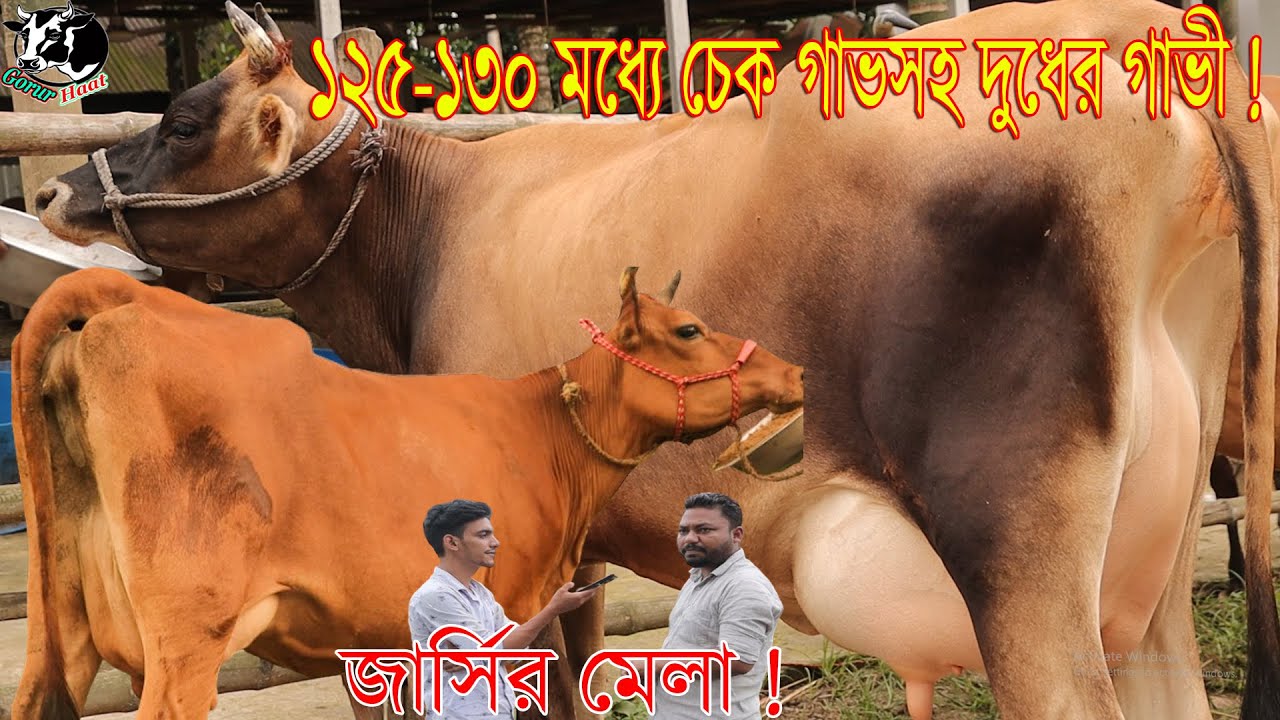 জার্সির মেলা ! ১২৫-১৩০ হাজারের মধ্যে চেক গাভসহ দুধের গাভী ! পাইকারি দামে গরীবের গাভী।গরুর হাট
